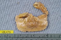 藏品(圓拱隱足蟹)的圖片